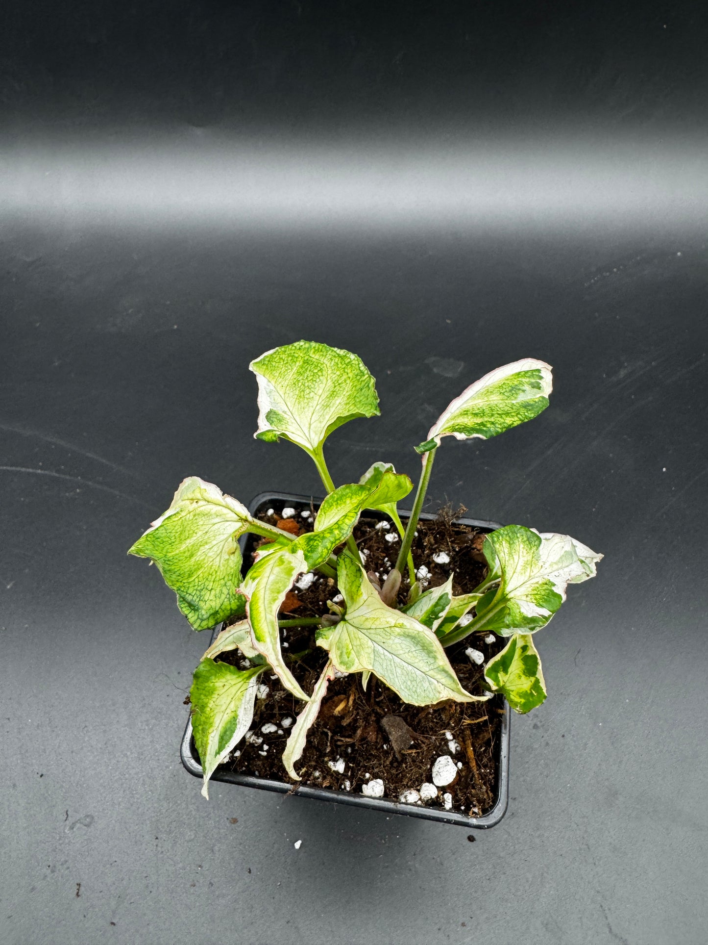 Syngonium Starlite