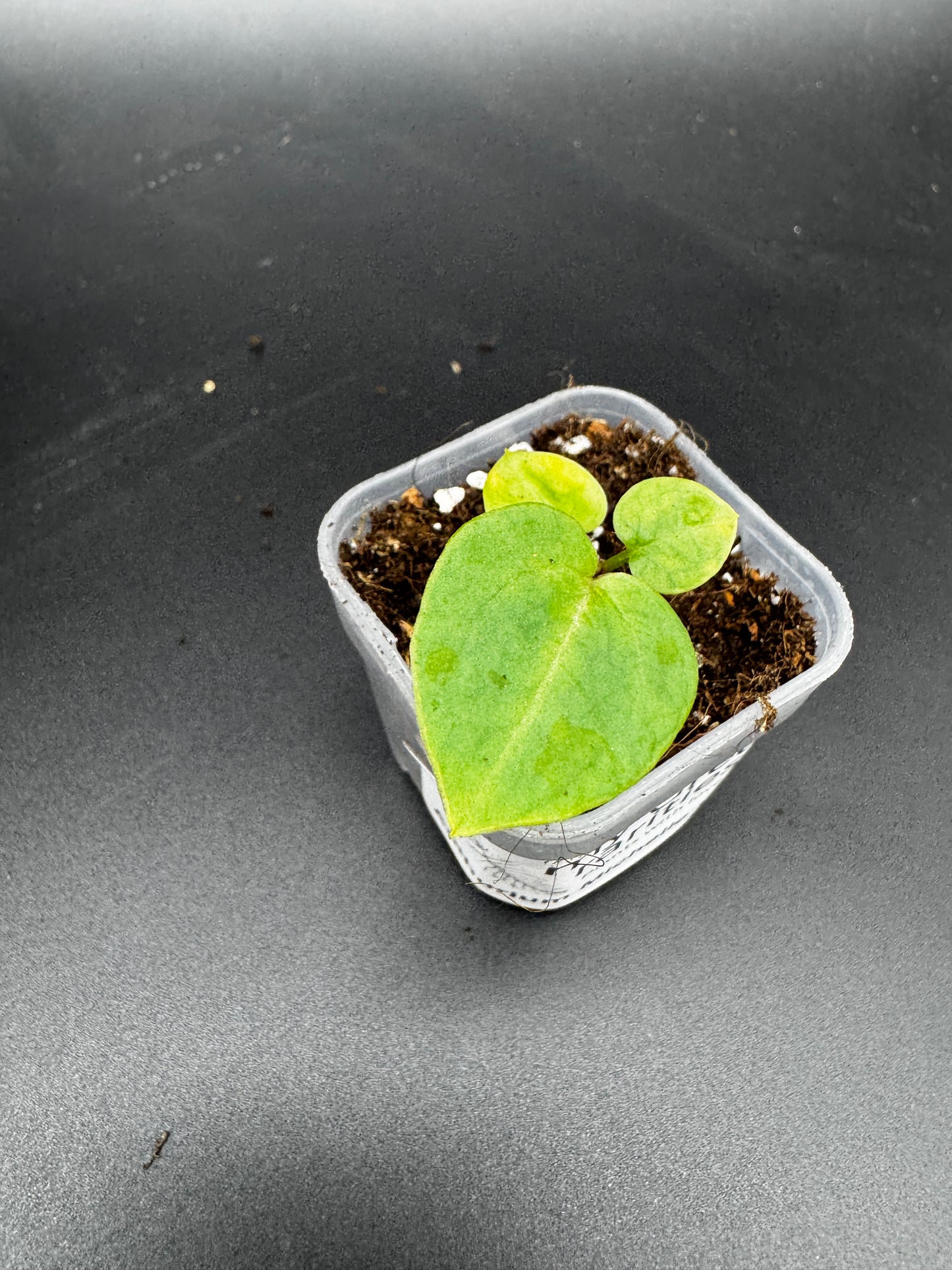 Michelle Hybrid Selection Trio