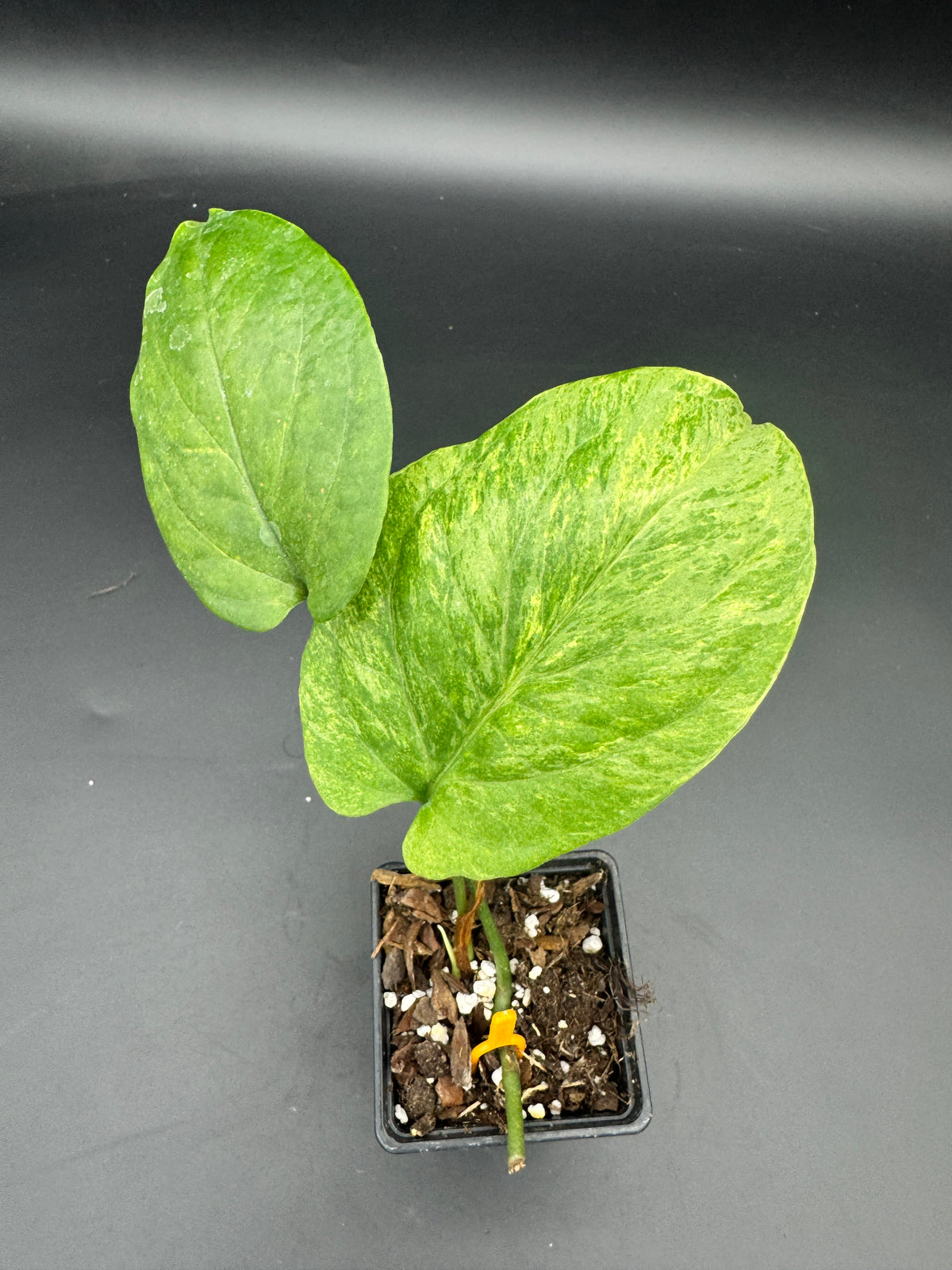 Amydrium Medium mint Variegata
