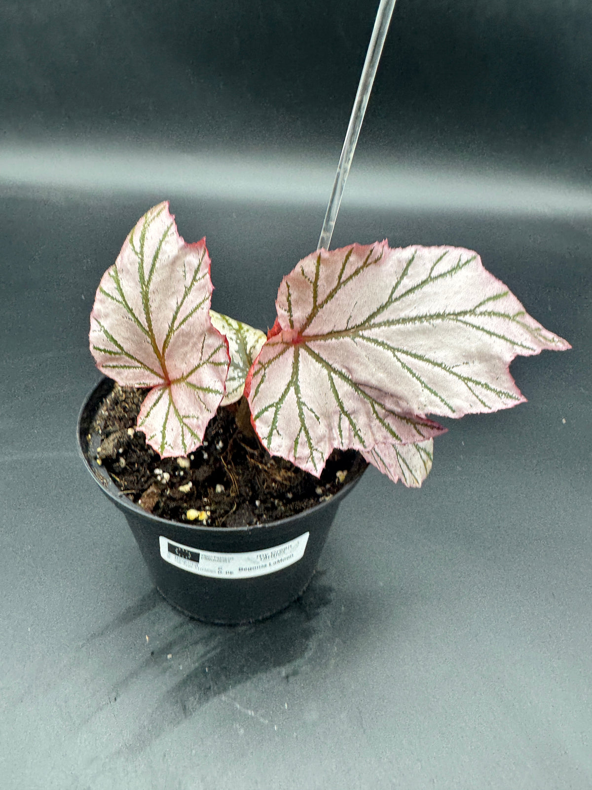 Begonia LaMoon