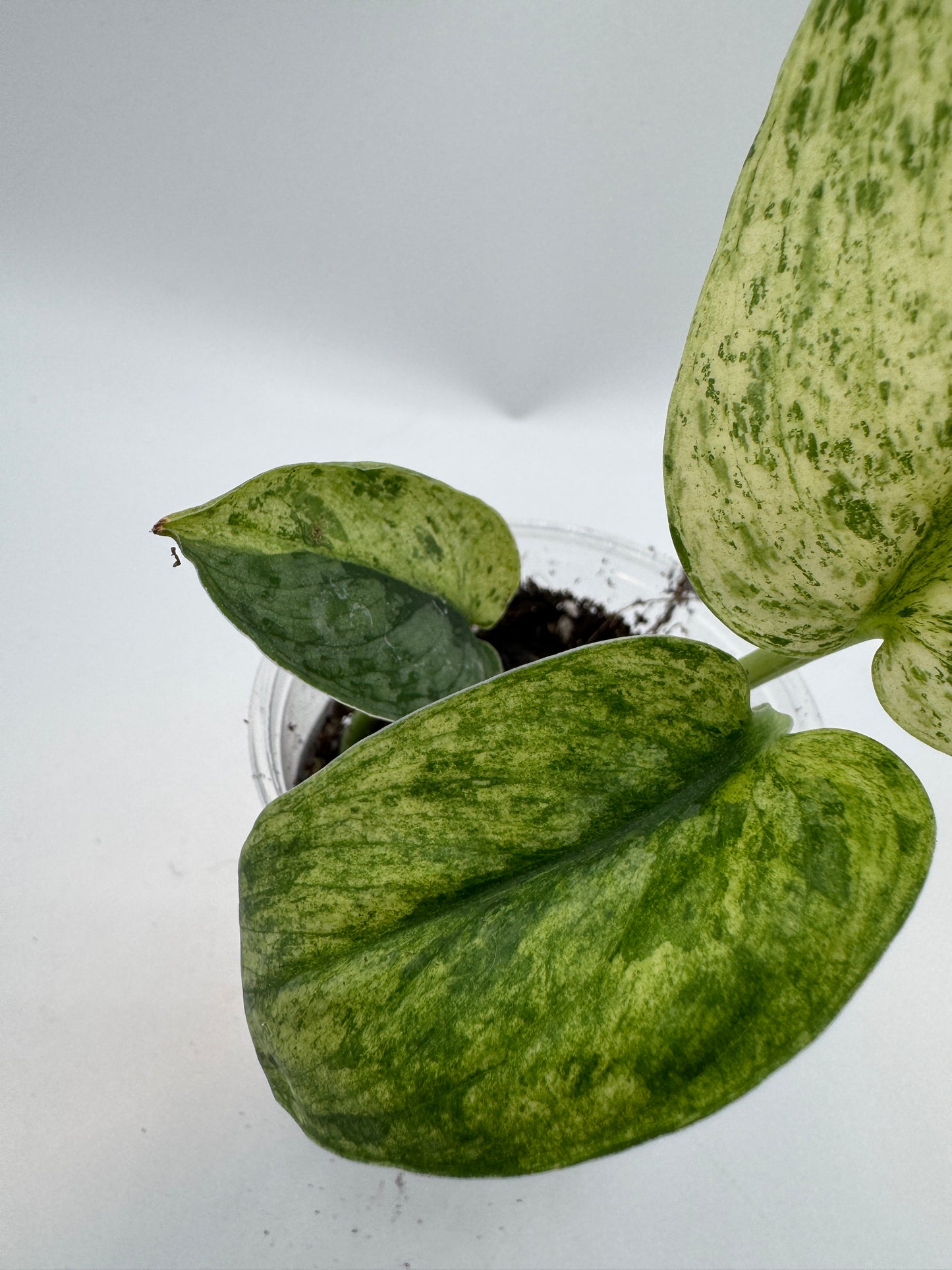 Scindapsus Silver Splash var.
