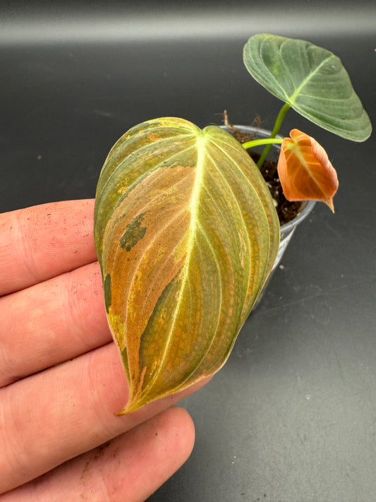 Philodendron melanochrysum variegata