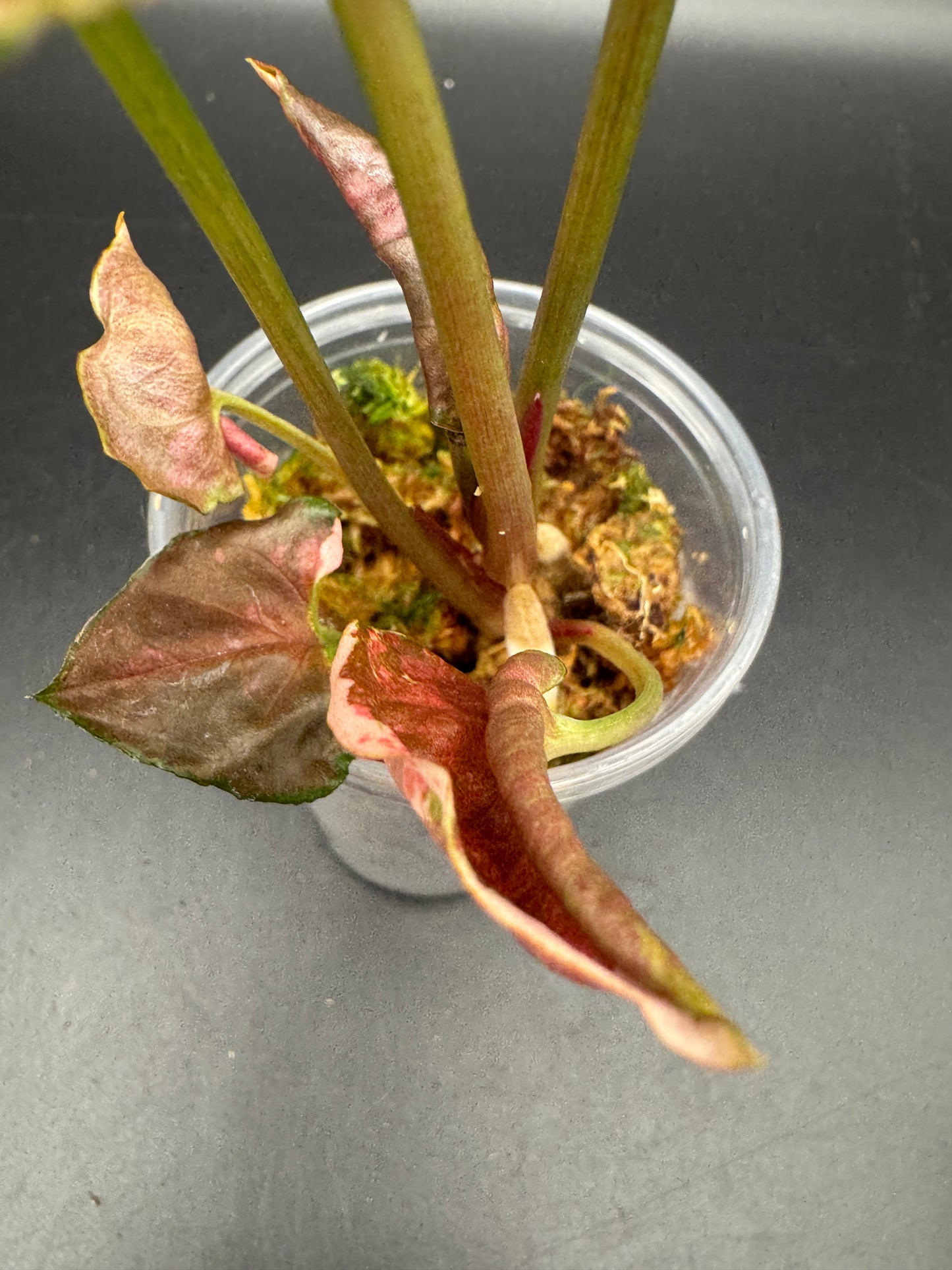 Syngonium strawberry ice Galaxy