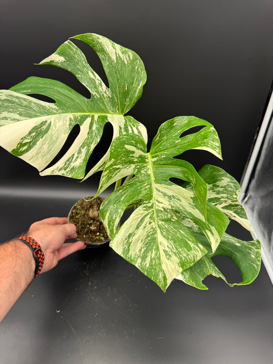 Monstera deliciosa variegata