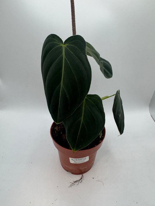 Philodendron Melanochrysum