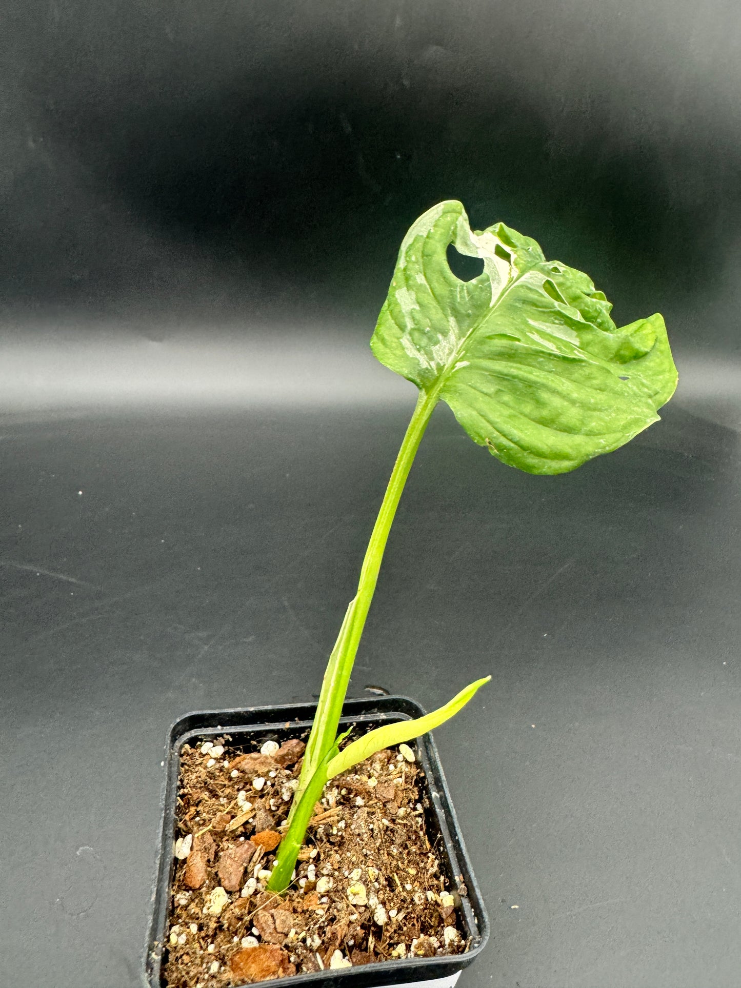 Monstera Adansonii albo variegata