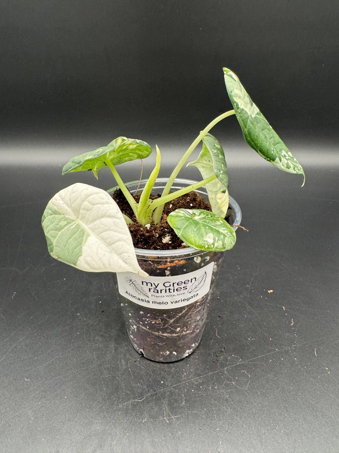 Alocasia maharani albo variegata