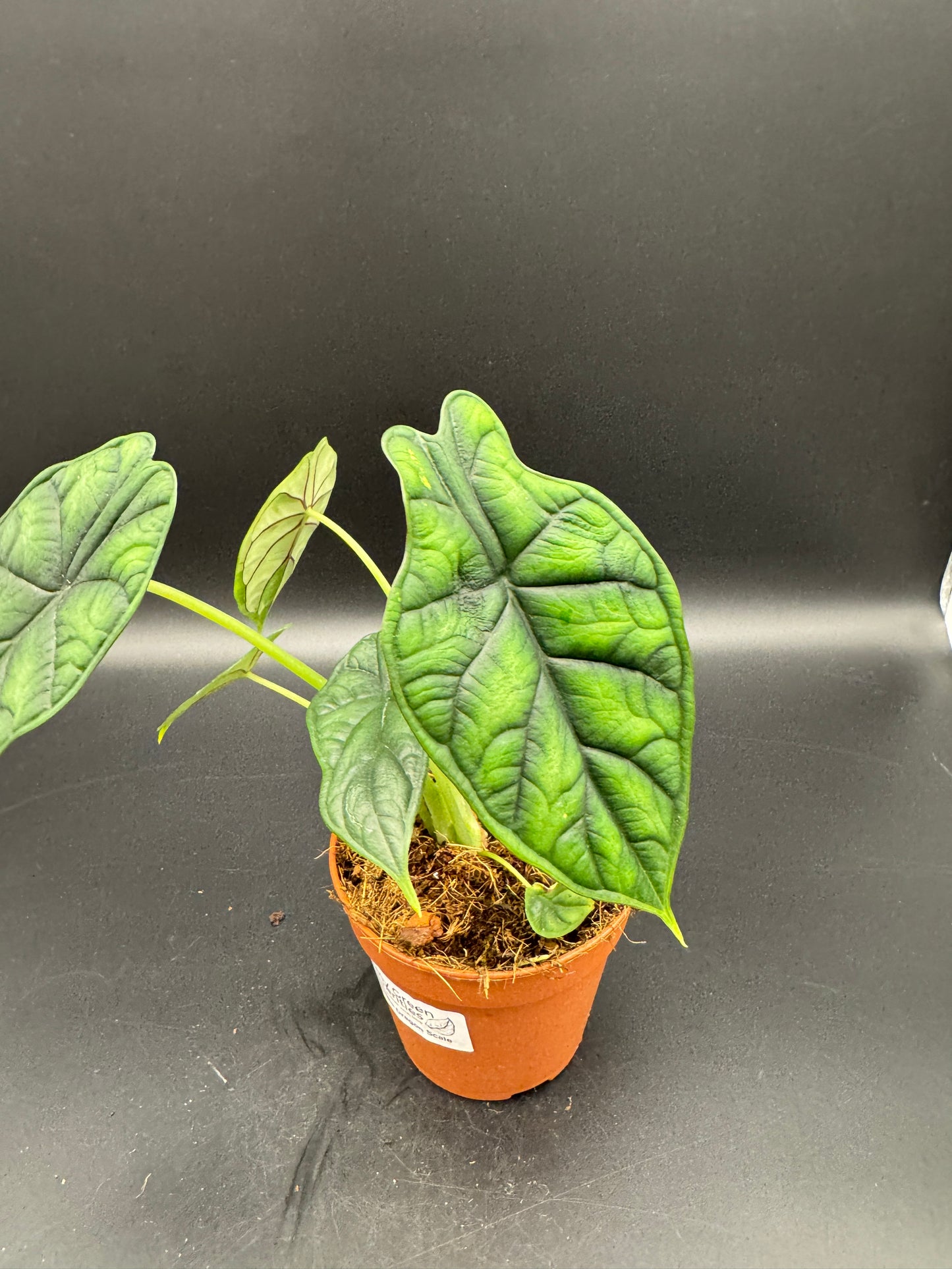Alocasia Dragon scale