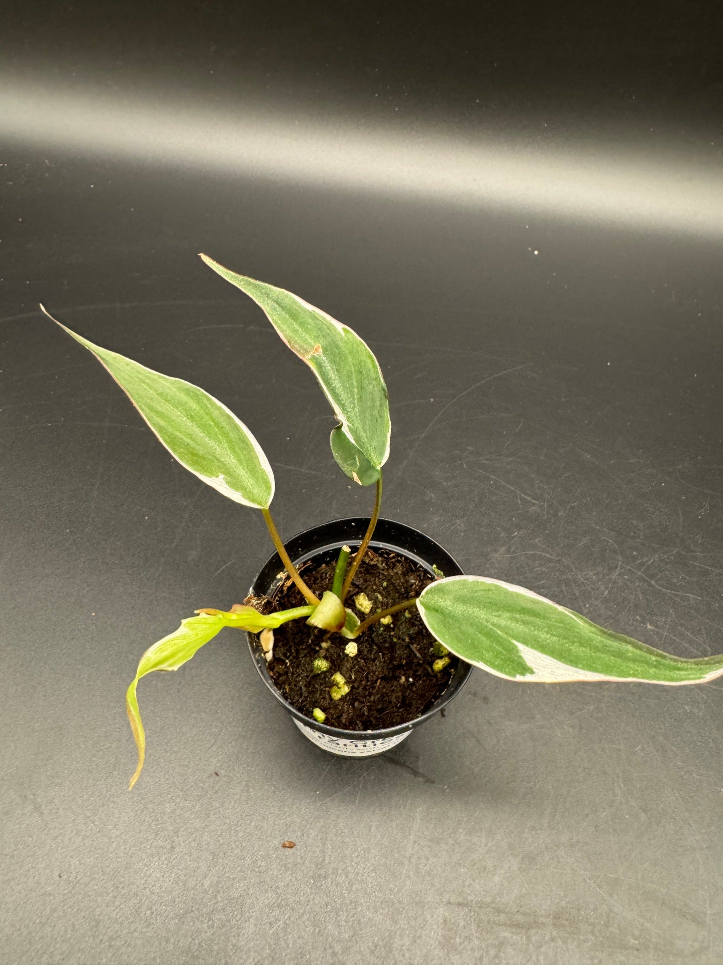 Philodendron micans velvet halo variegata