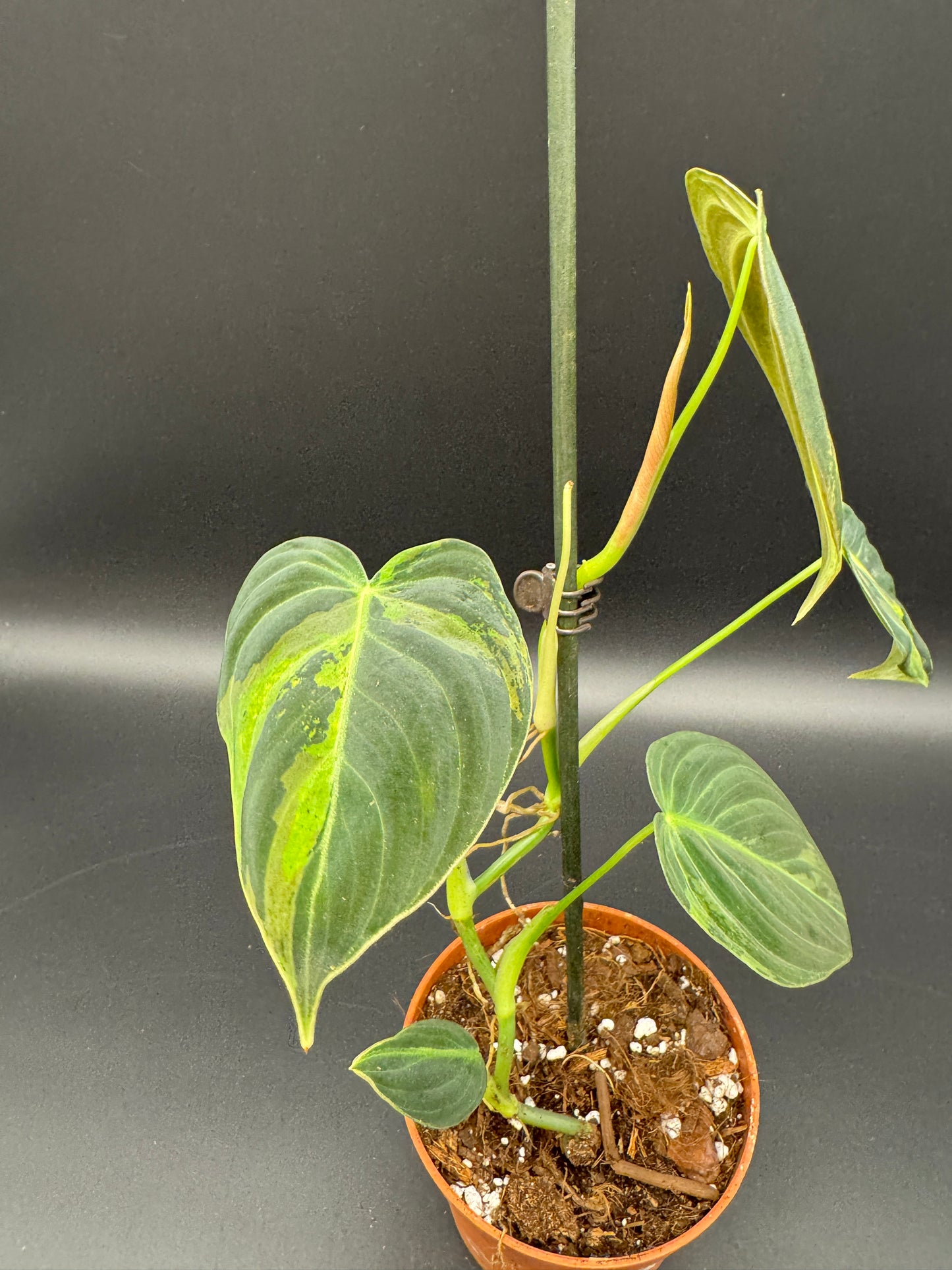 Philodendron melanochrysum variegata