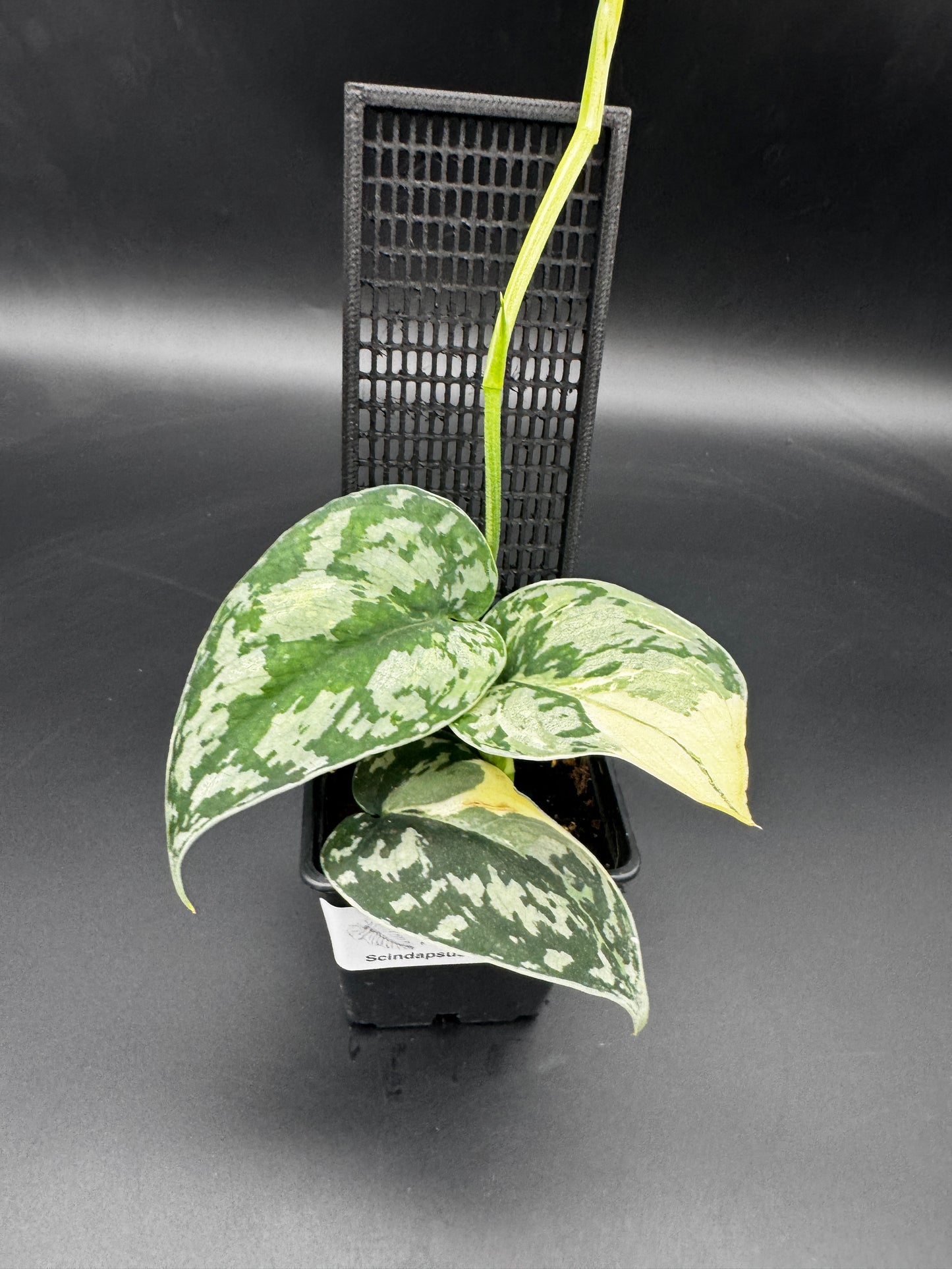 Scindapsus Mayari