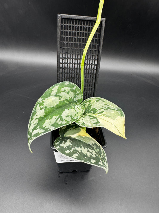 Scindapsus Mayari