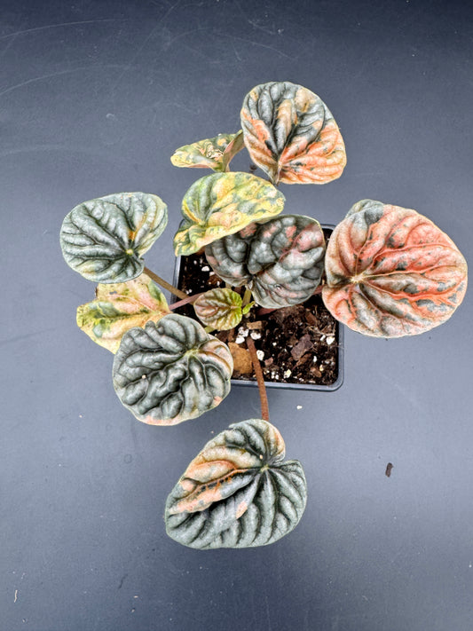 Peperomia caperata Disco Fall variegata