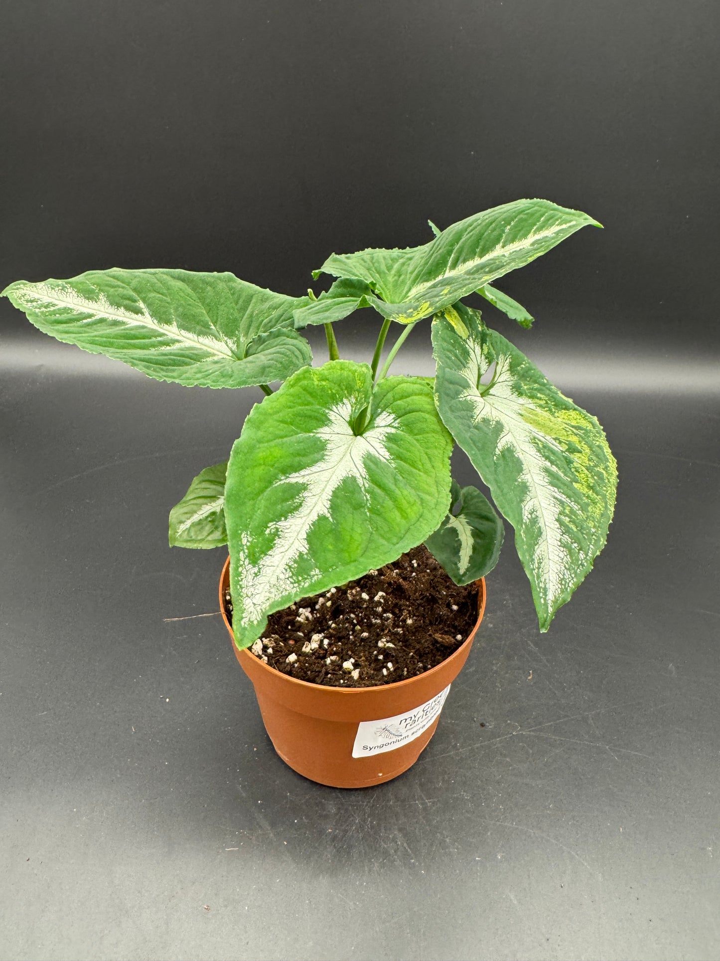 Syngonium scrambled eggs