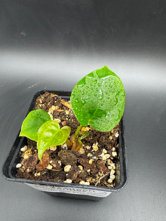 Anthurium Blue Papi X Goliath