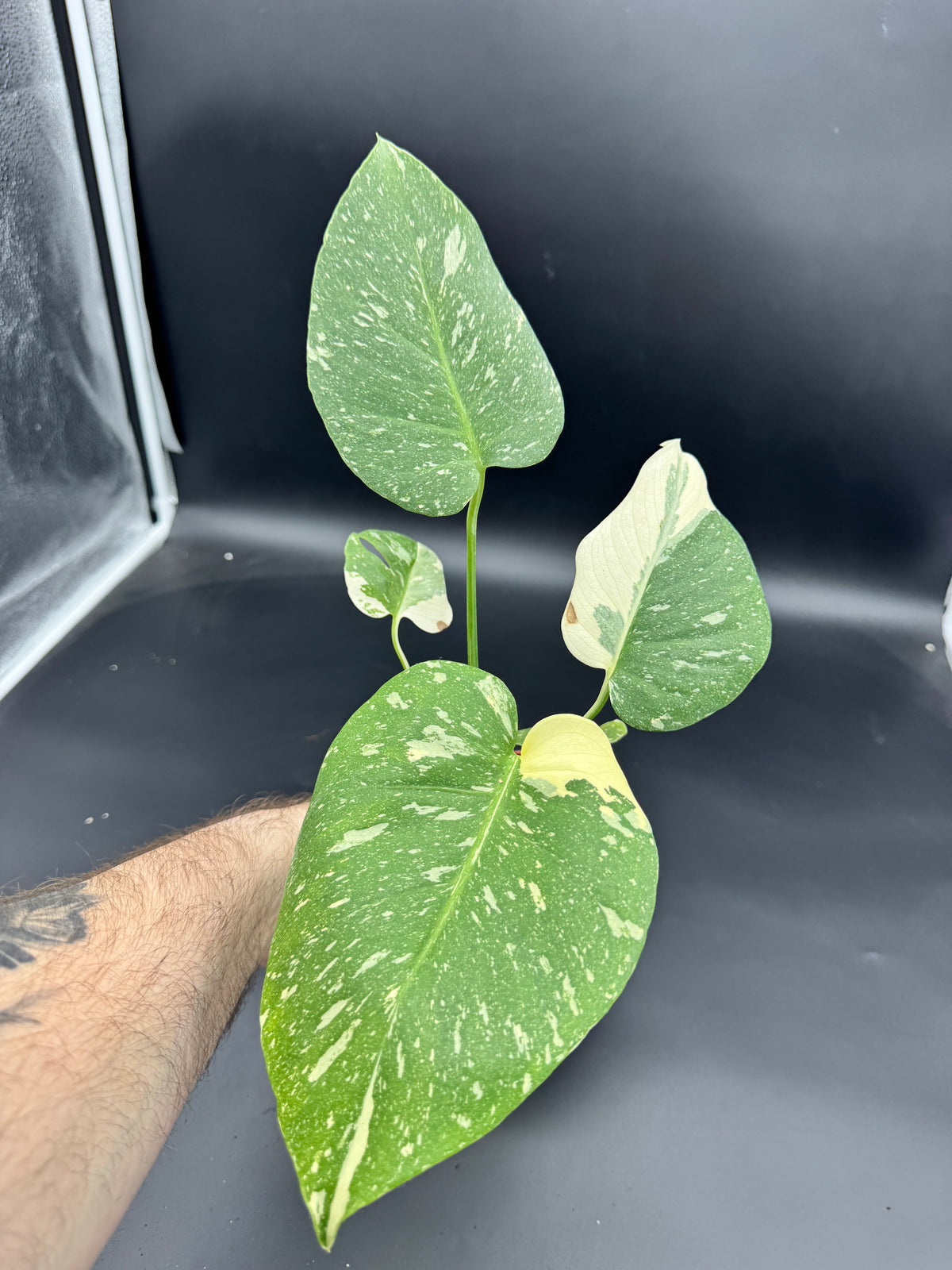 Monstera Thai constellation