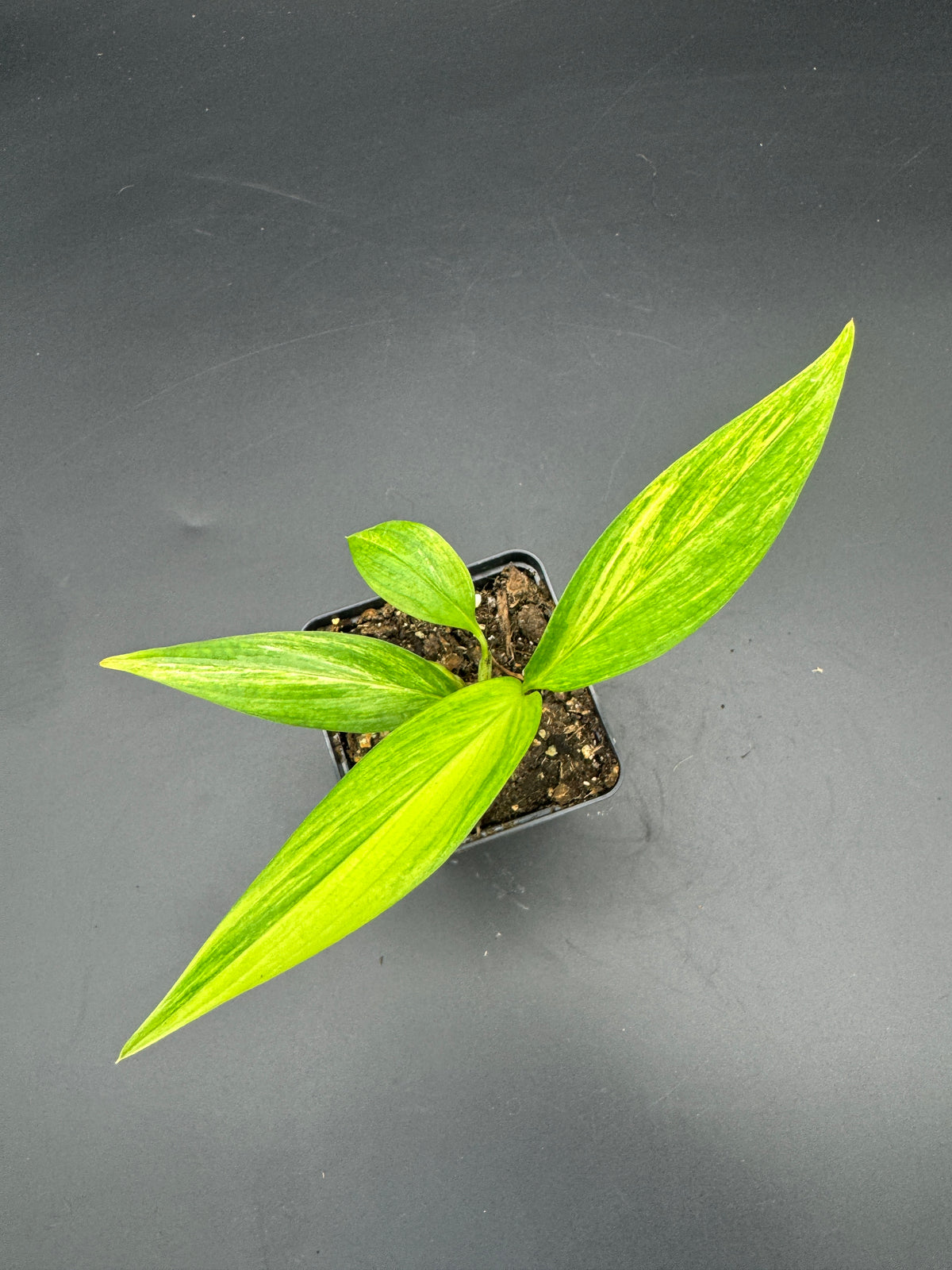 Epipremnum amplissimum Aurea variegata