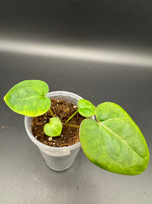 Anthurium AoS dfxgf × Michelle