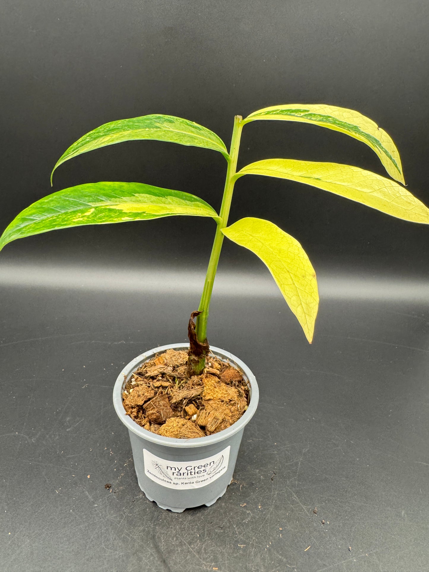 Zomioculcas sp. Kenia Green variegata