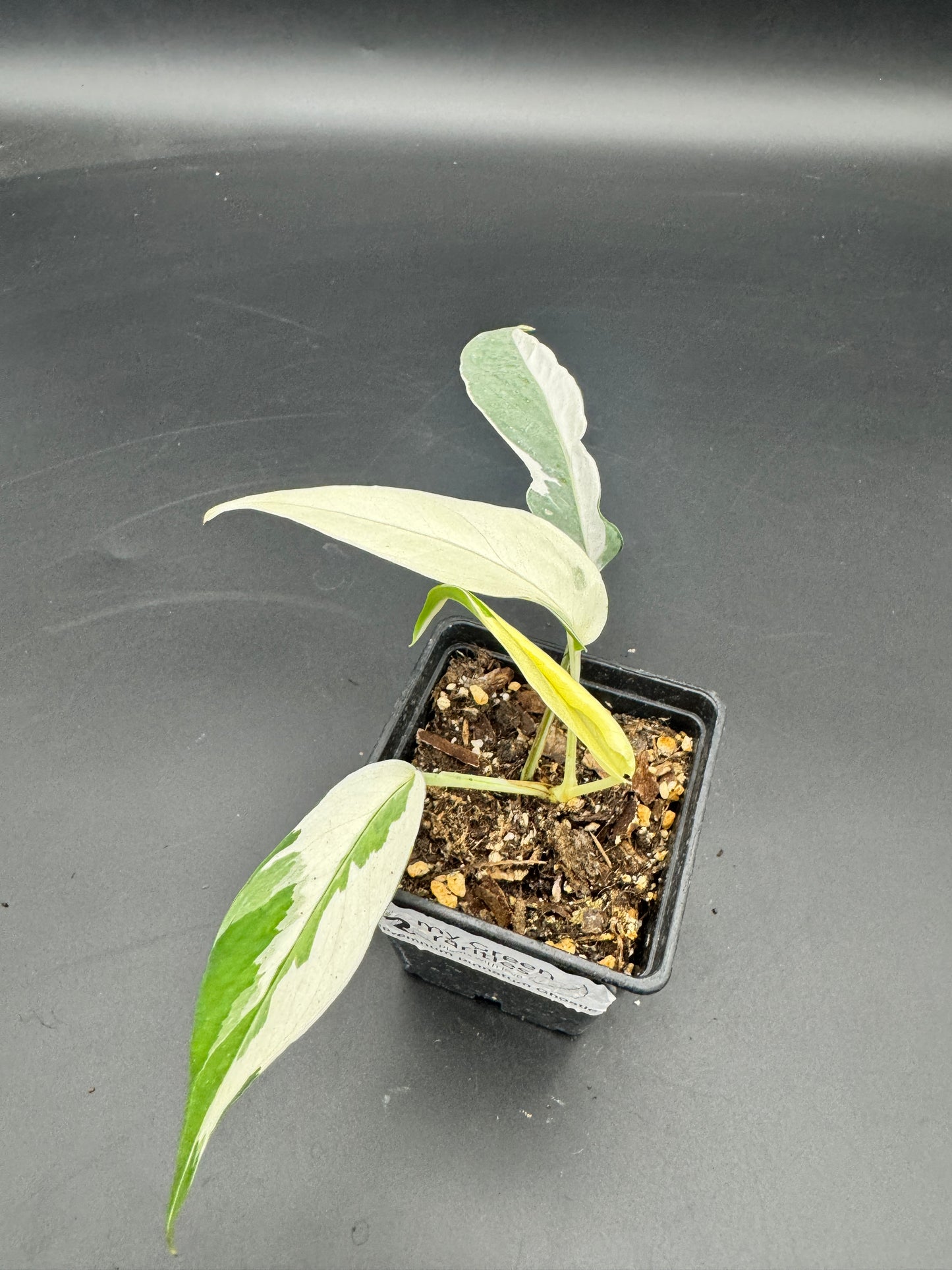 Epipremnum pinnatum Ghostie