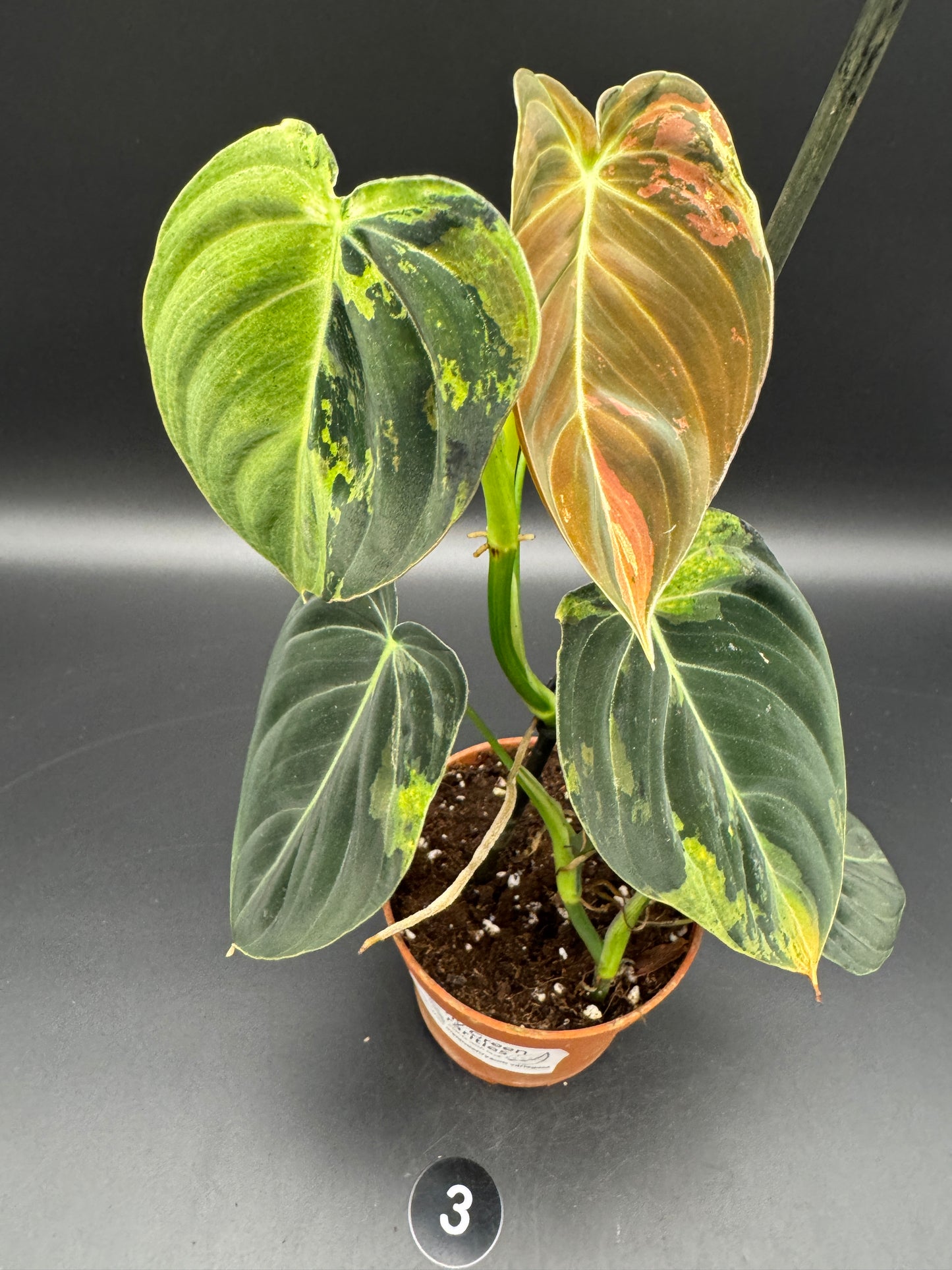 Philodendron melanochrysum variegata