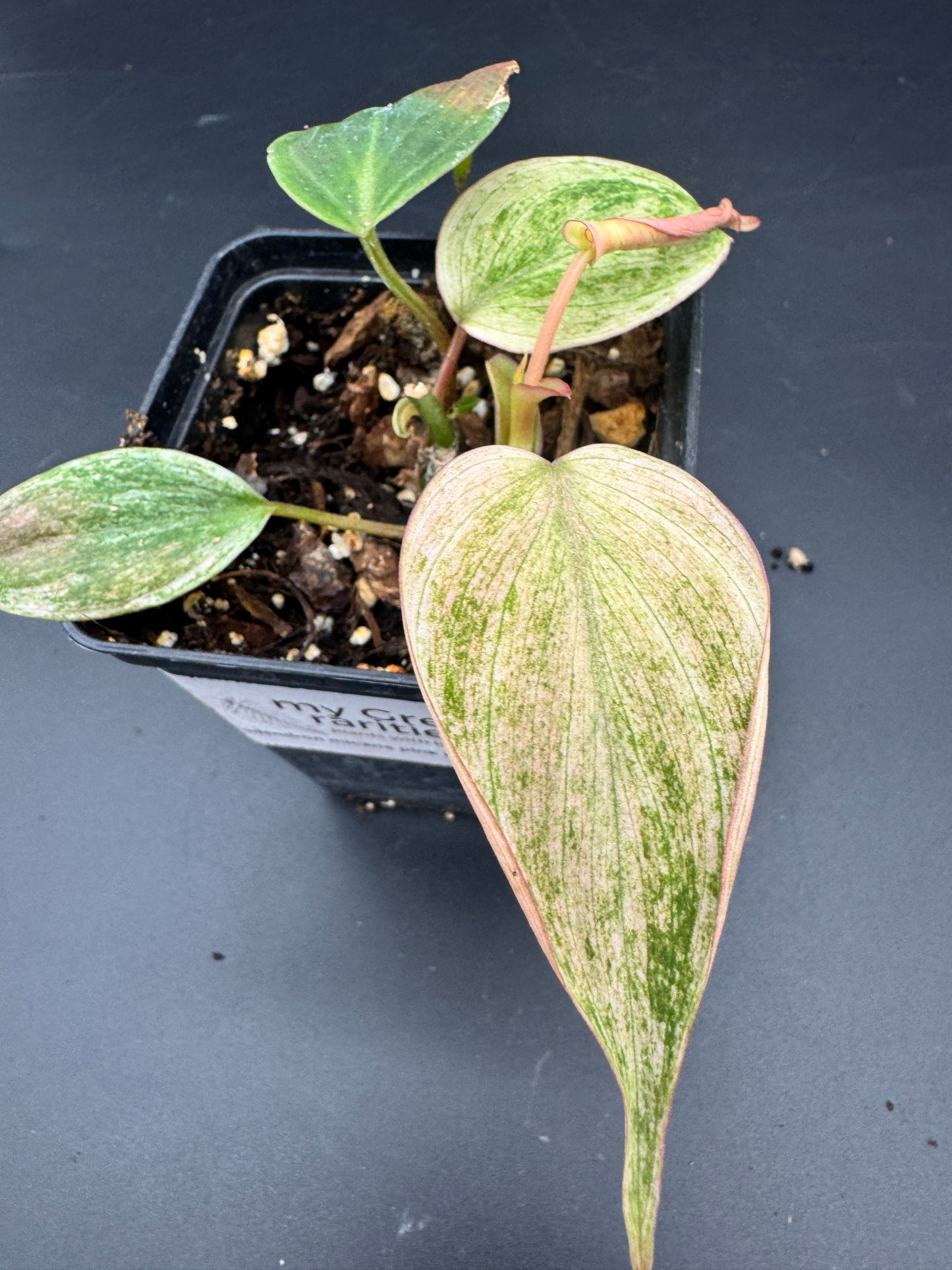 Philodendron micans pink marble variegata