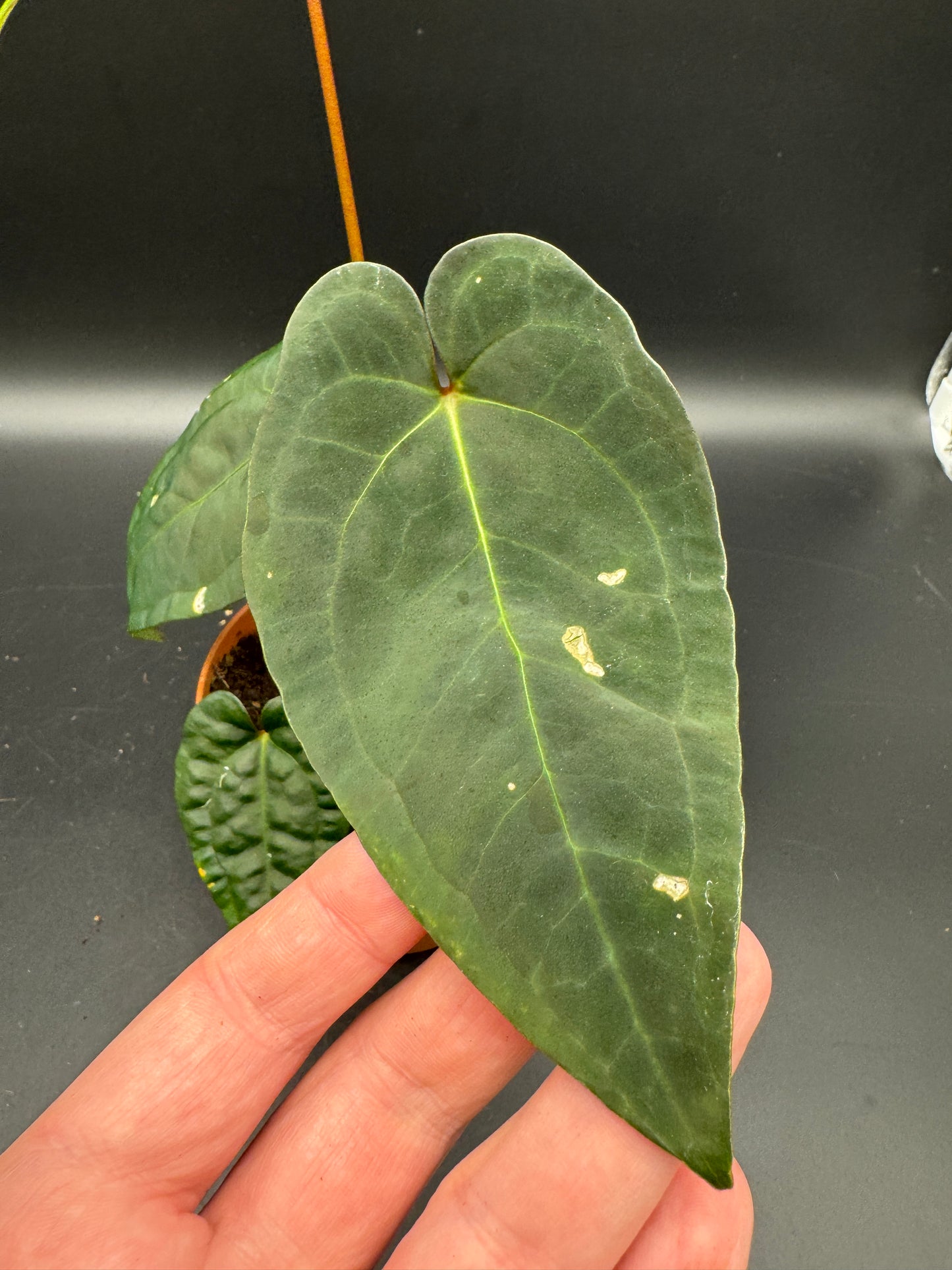 Anthurium papillilaminum x King of Spades