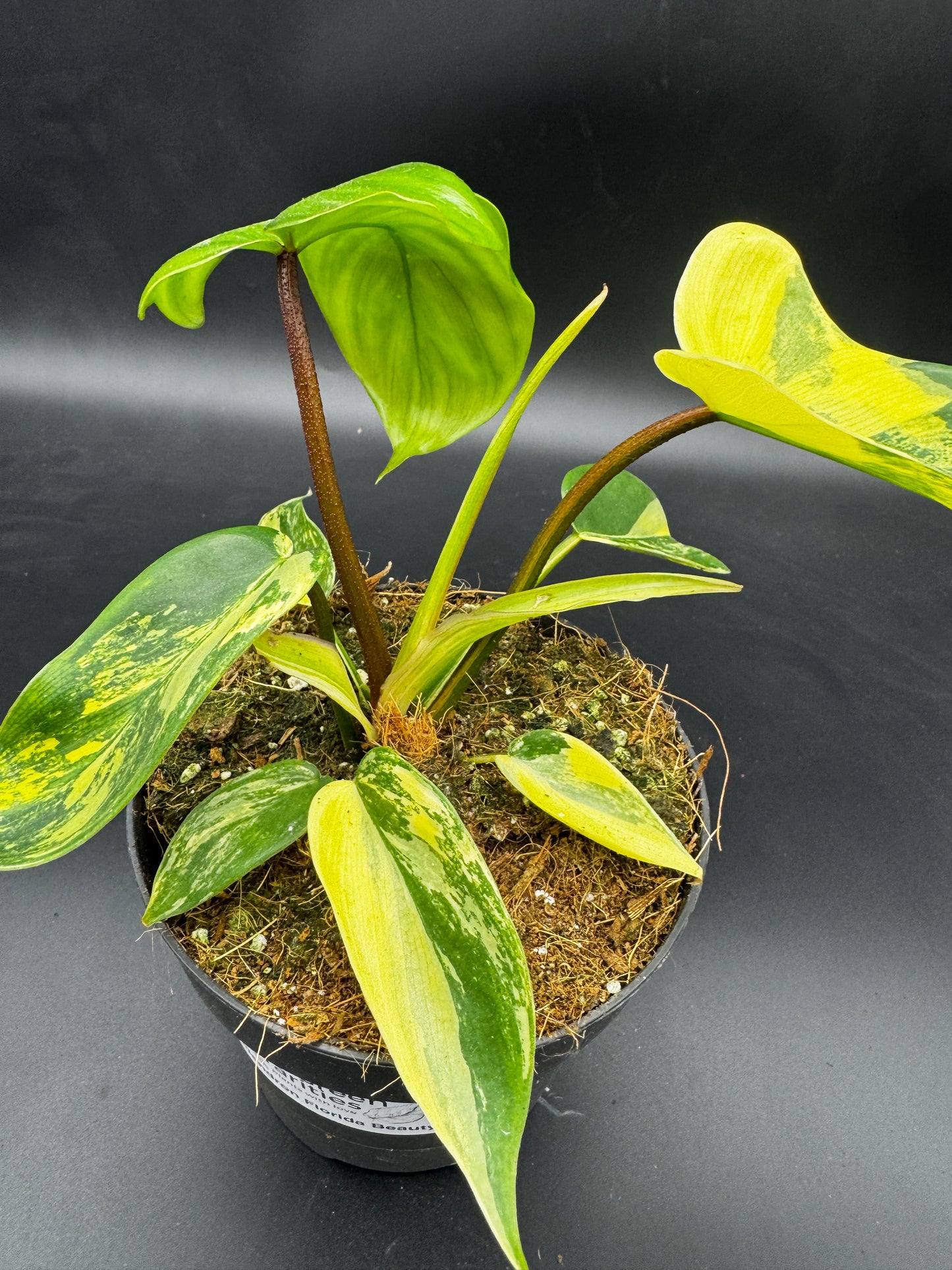 Philodendron Florida Beauty