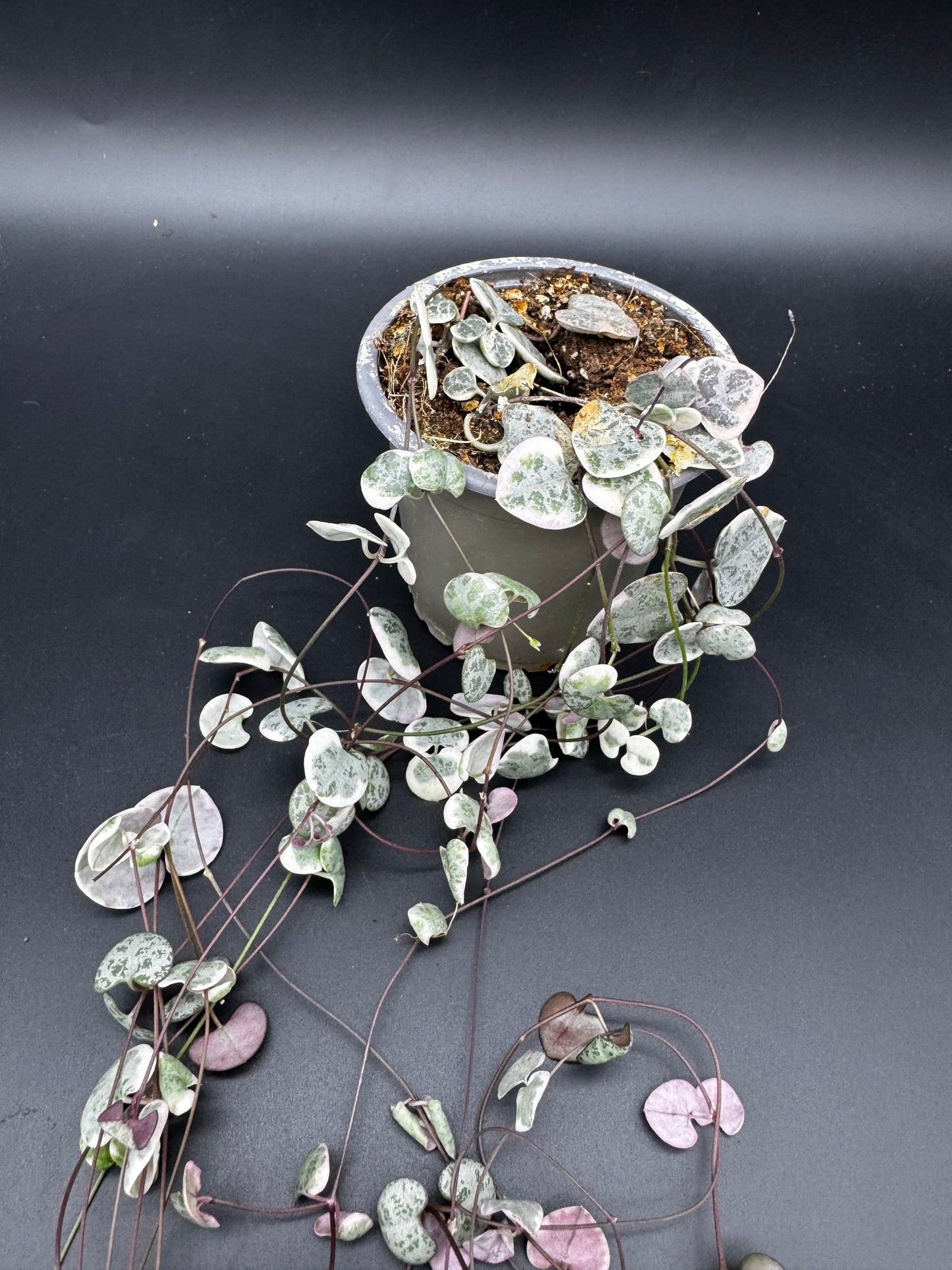 Ceropegia Woodii variegata