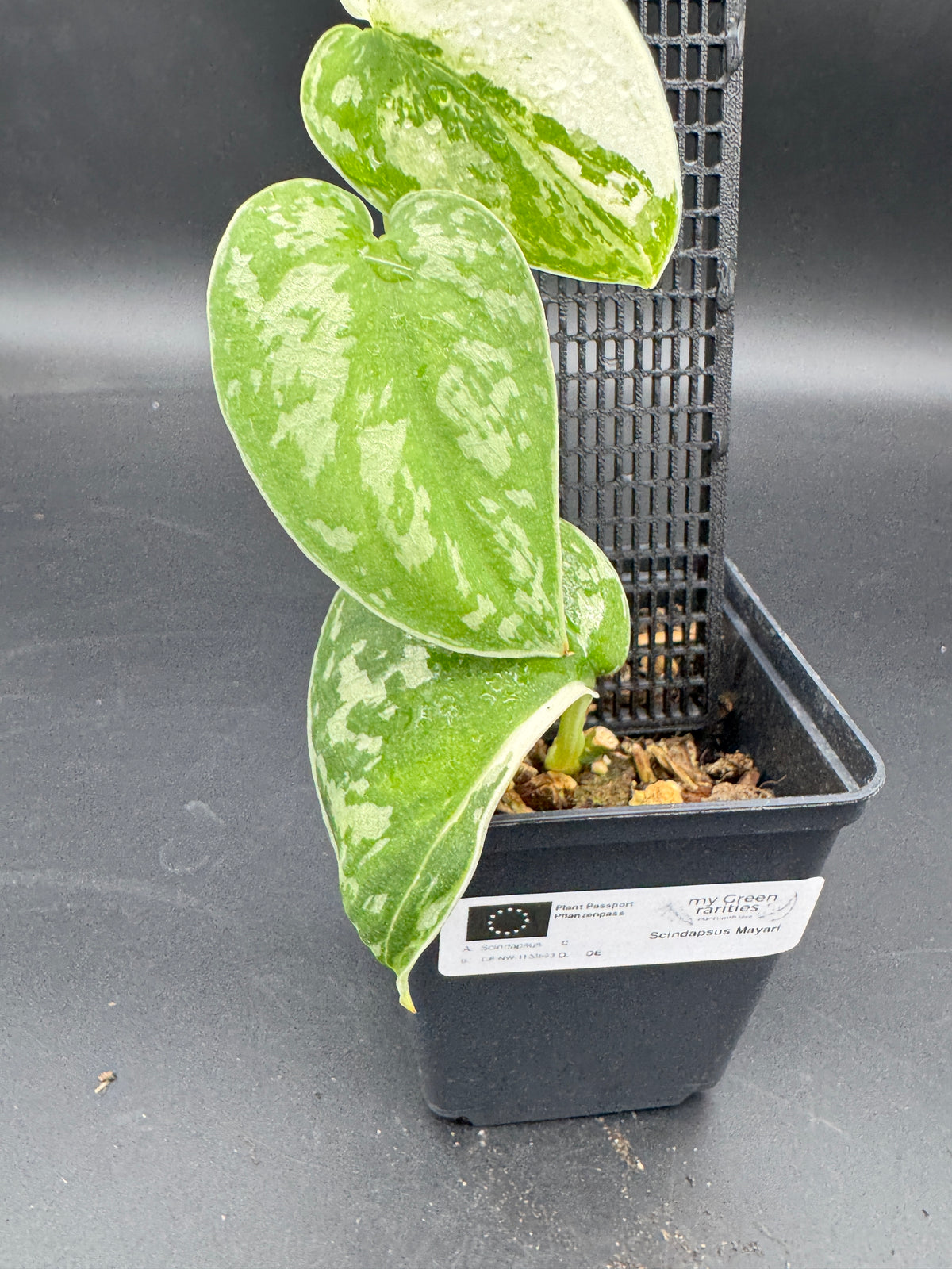 Scindapsus Mayari
