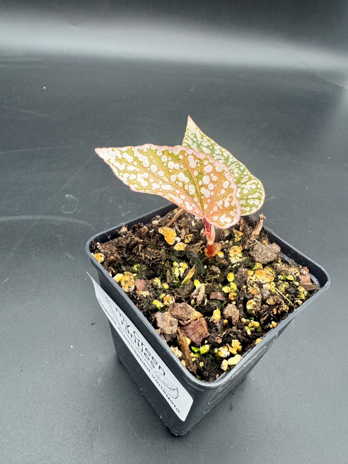 Begonia Snow capped pink variegata