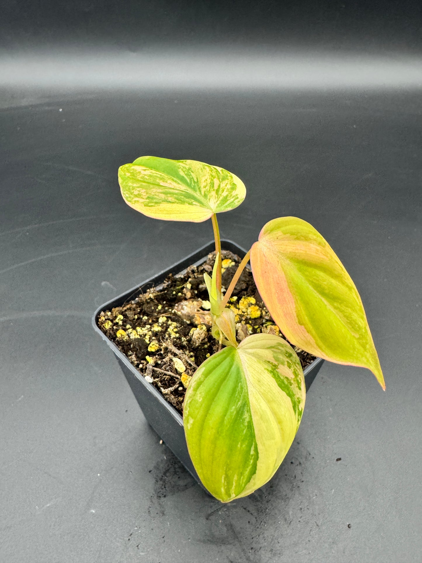 Philodendron micans variegata