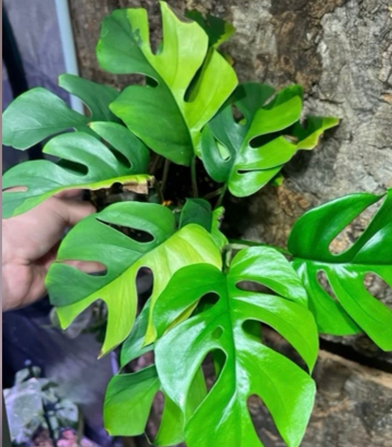 Rhaphidophora tetrasperma Green on Green variegata