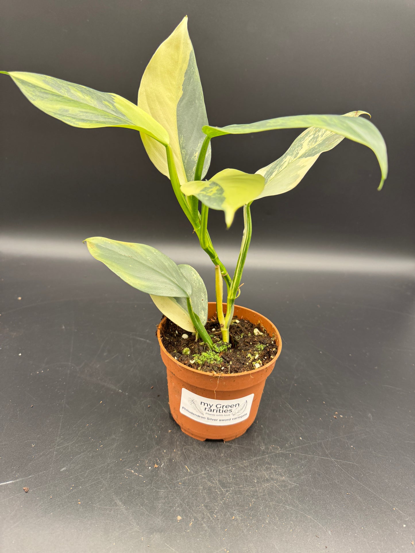Philodendron Silver Sword variegata