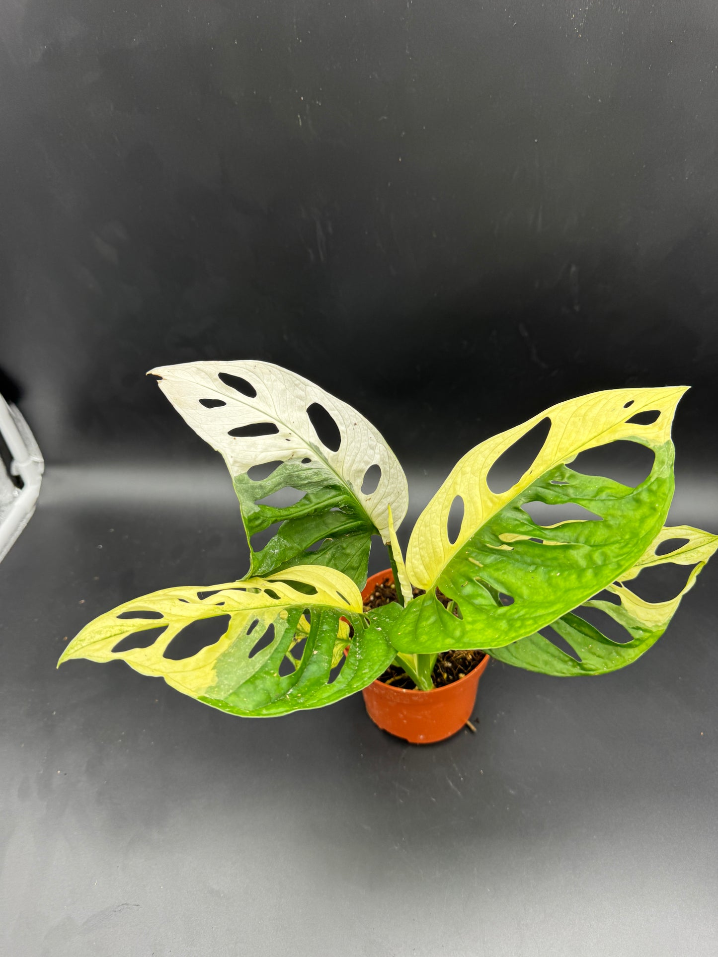 Monstera Adansonii Albo variegata