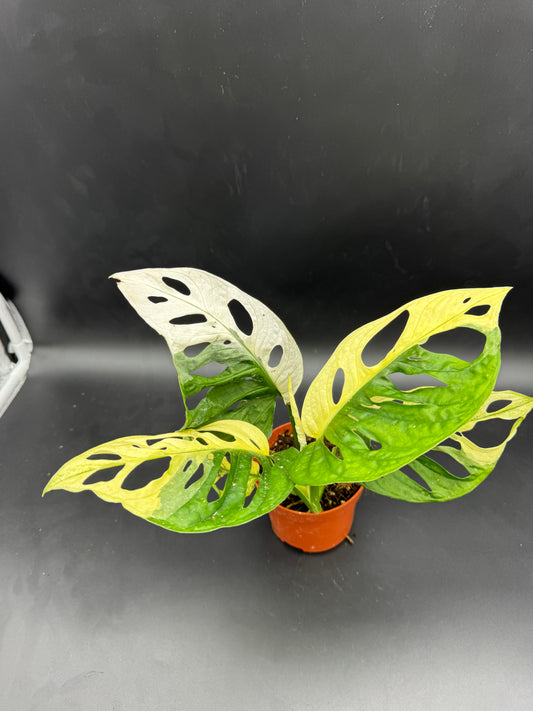 Monstera Adansonii Albo variegata