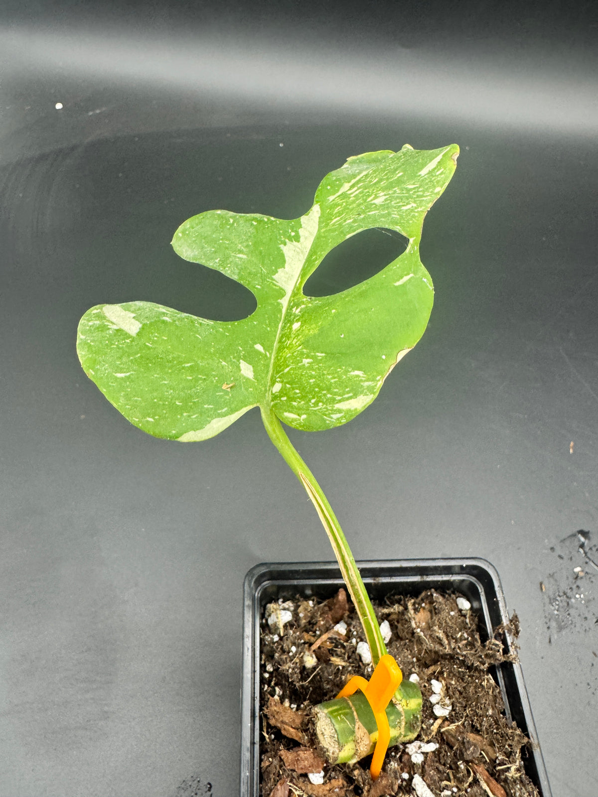 Rhaphidophora tetrasperma Thai constellation (Monstera Minima Thai constellation)