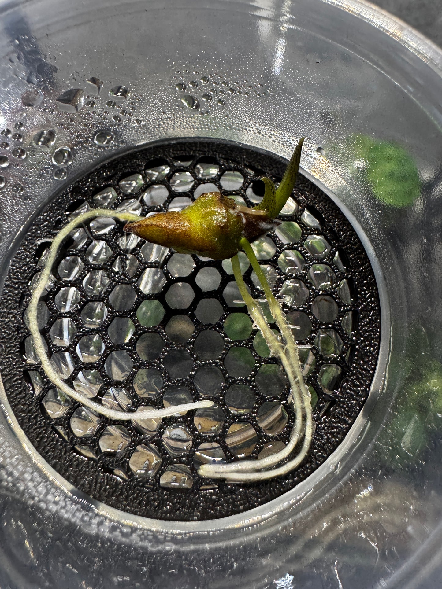 RhizoPod