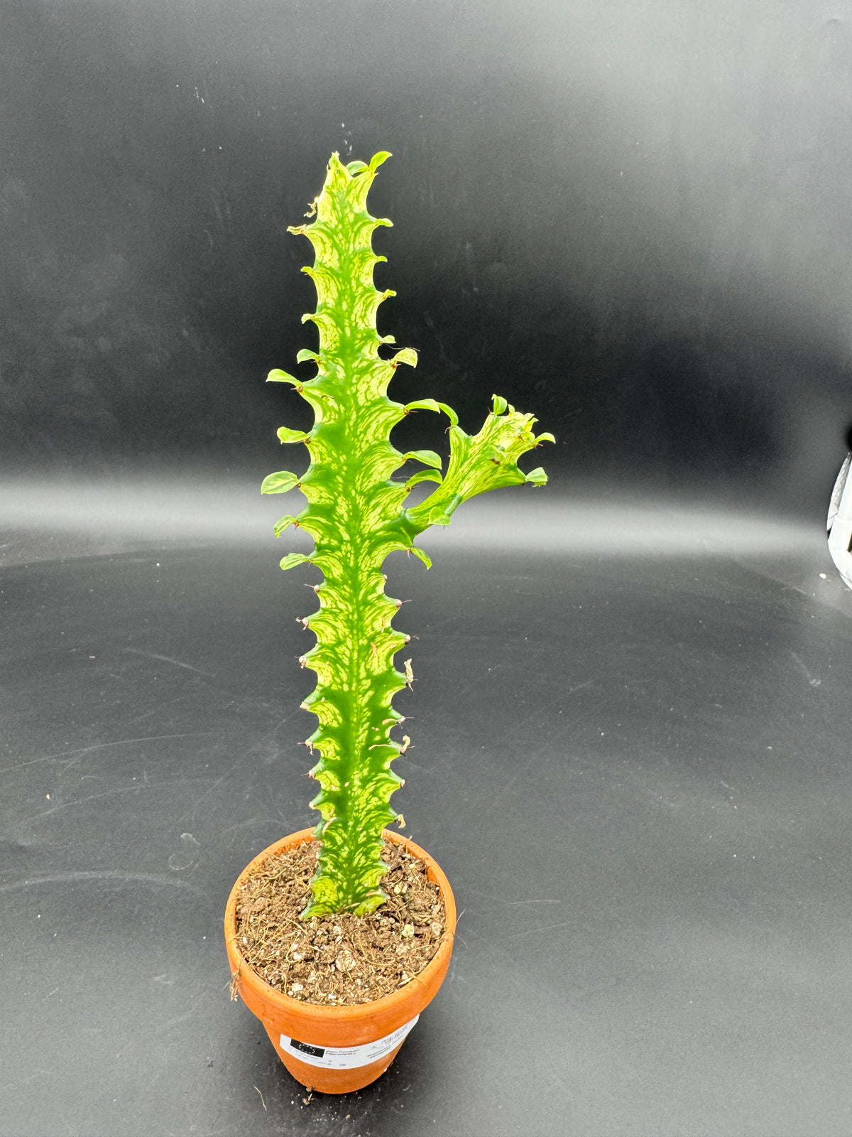 Euphorbia lactea ‘Variegata’