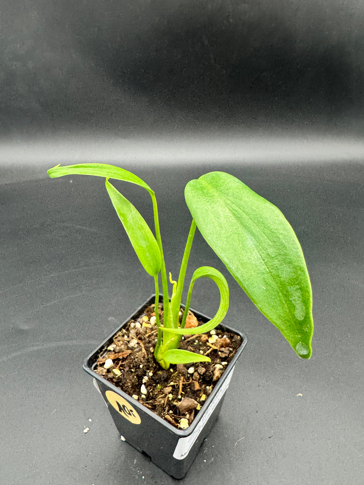 Monstera burle marx Flame