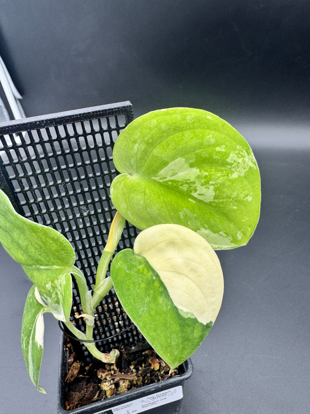 Scindapsus Jade Satin variegata