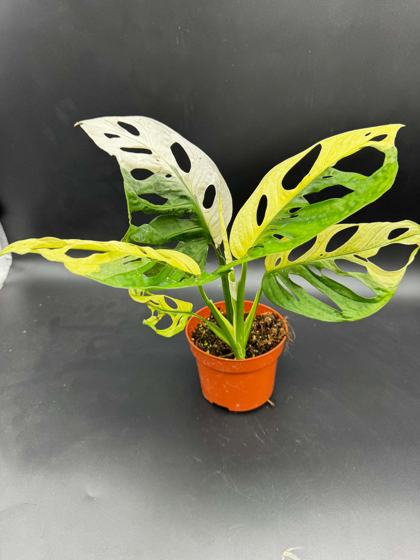 Monstera Adansonii Albo variegata