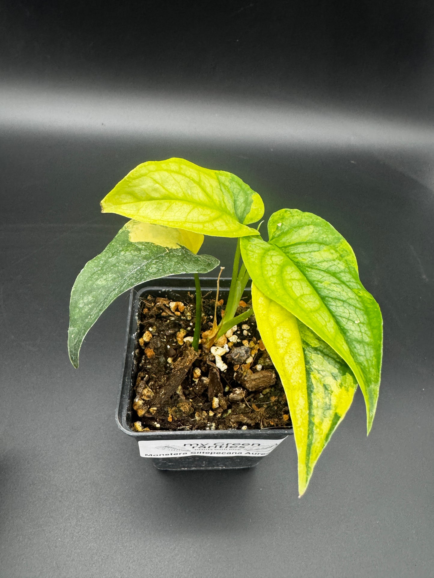 Monstera Siltepecana Aurea