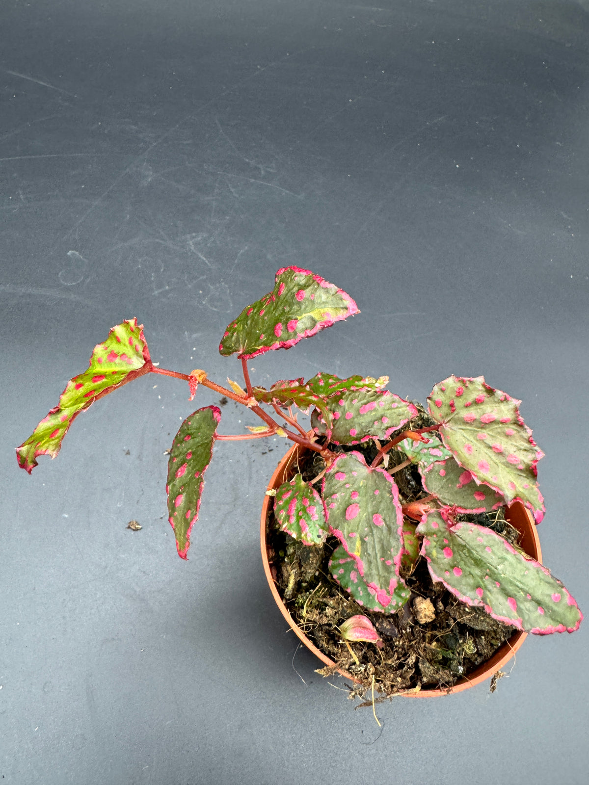 Begonia pink Lady