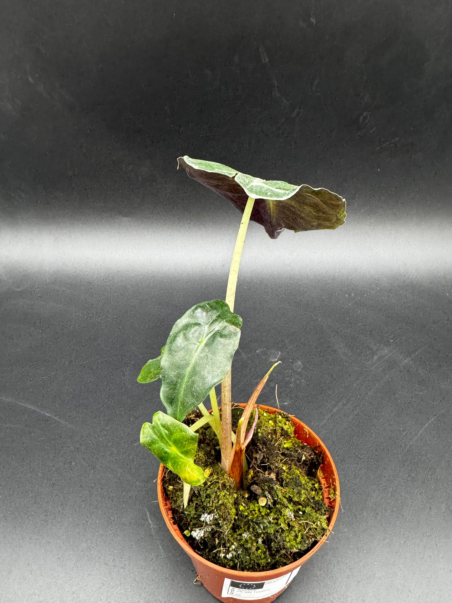 Alocasia Venom