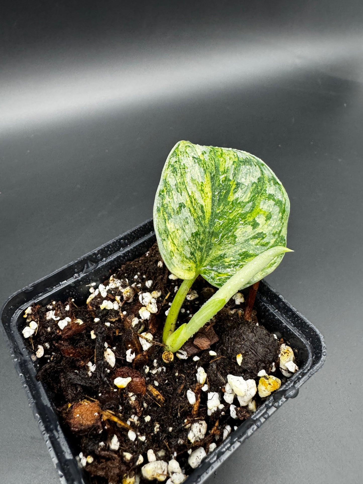 Scindapsus exotica Hologram
