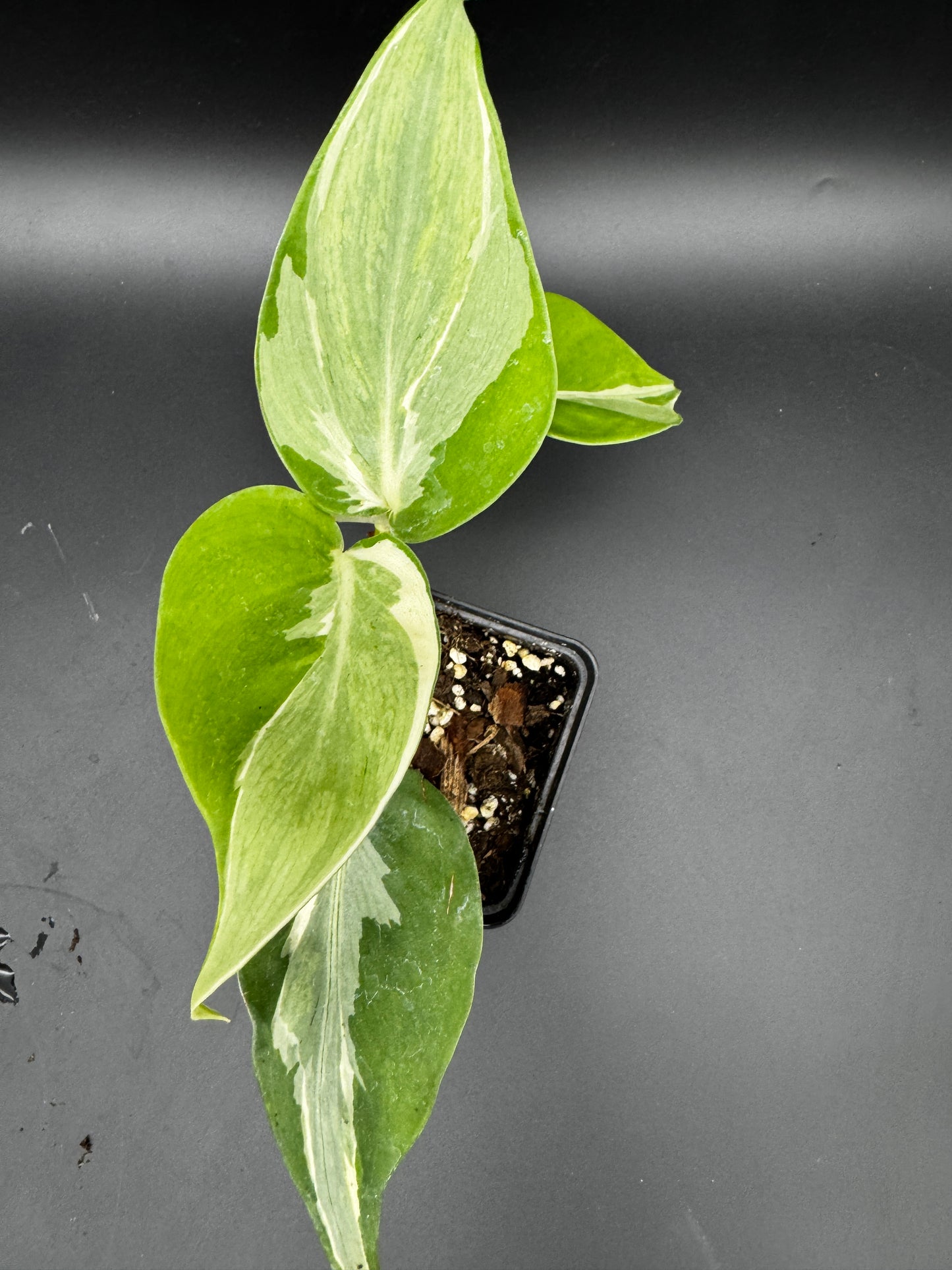 Philodendron hederaceum Rio