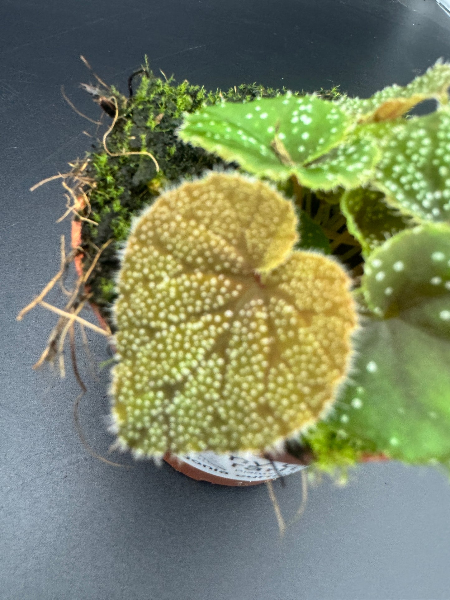 Begonia Curtisii Galaxy