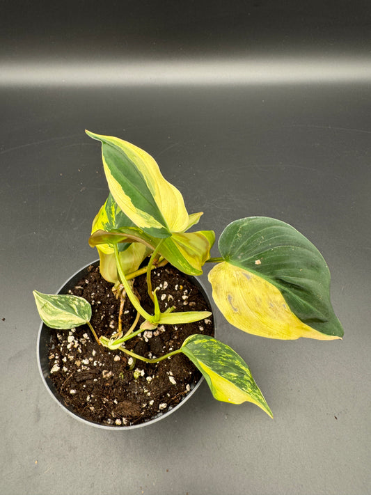 Philodendron micans variegata