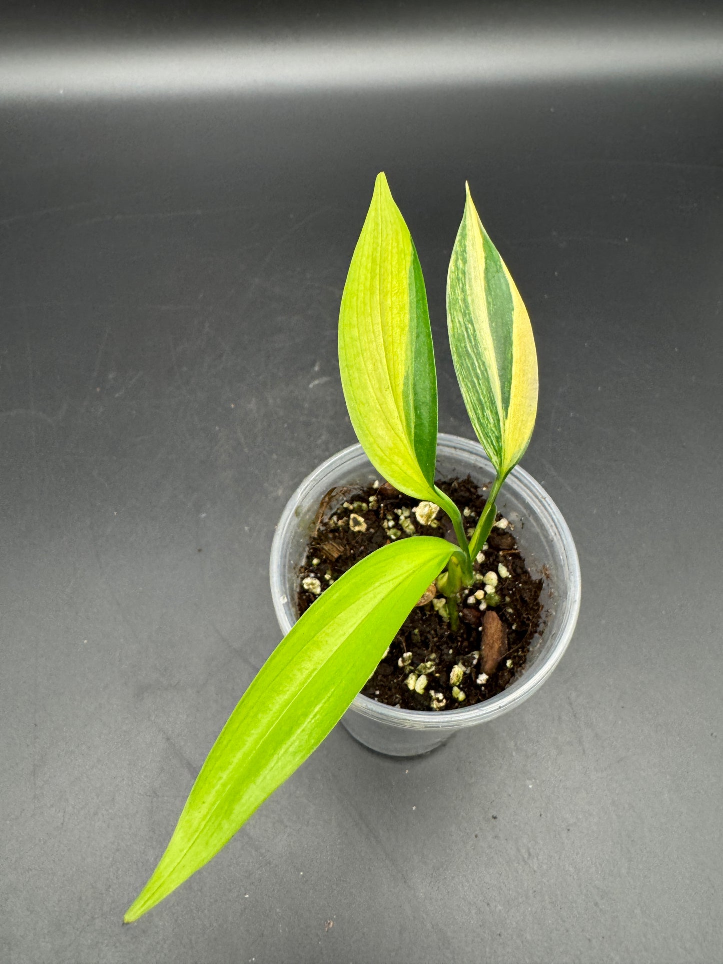 Epipremnum Amplissimum Aurea